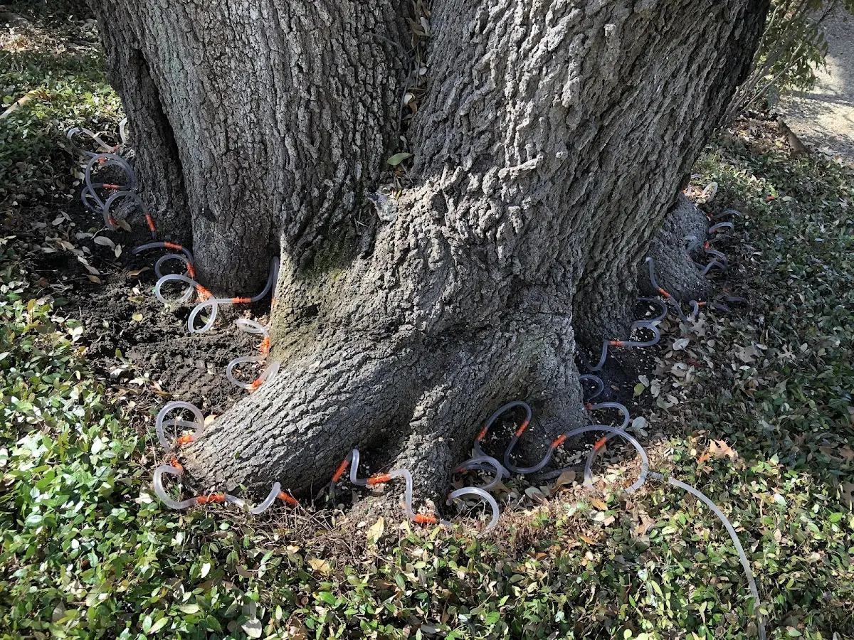Detailed Tree Cabling and Bracing job site in Idaho Falls