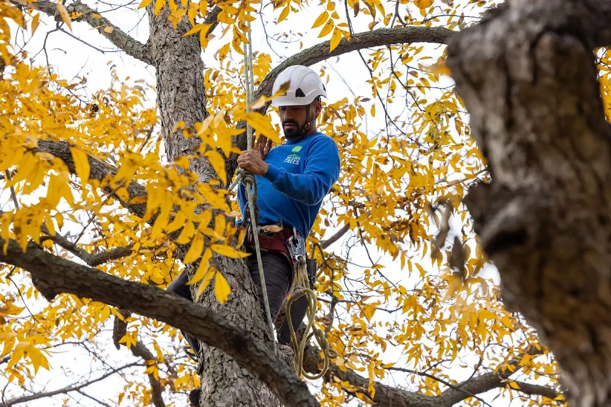 Skilled Tree Pruning crew working in Idaho Falls