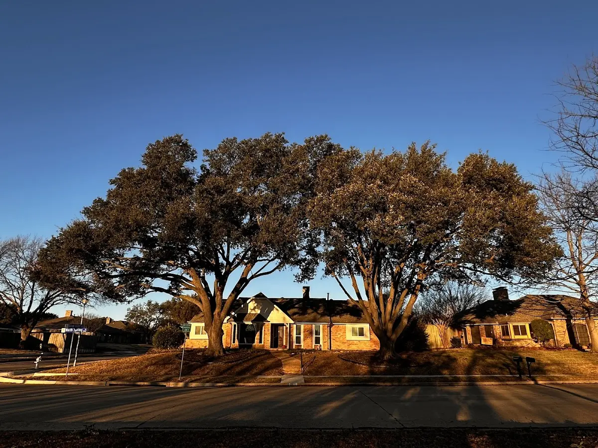 Established residential canopy tree shading a home in Idaho Falls